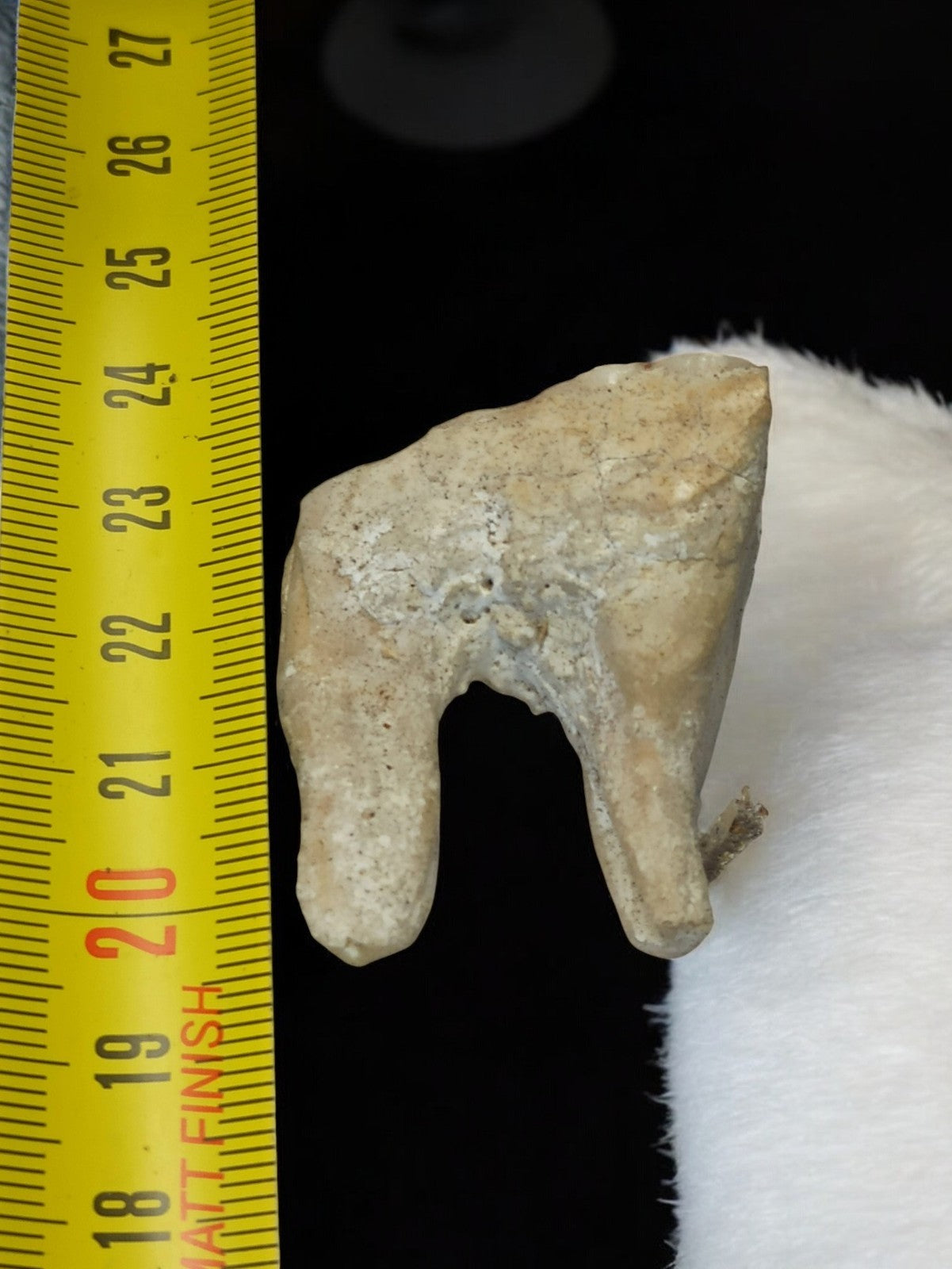 Dent ancienne de mammifère, taxidermie, curiosité naturelle vintage déco