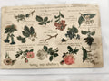 Carte postale ancienne illustrée fleurs, langage floral, début XXe, vintage