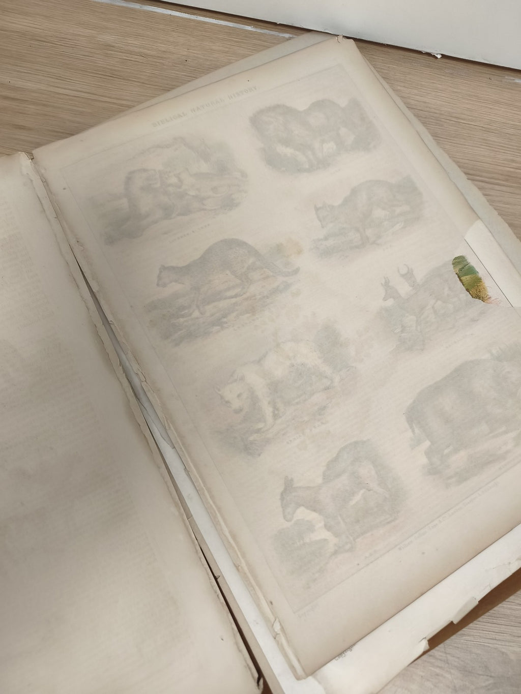 Lot d?images anciennes animaux, planches illustrées, classeur ornithologie vinta