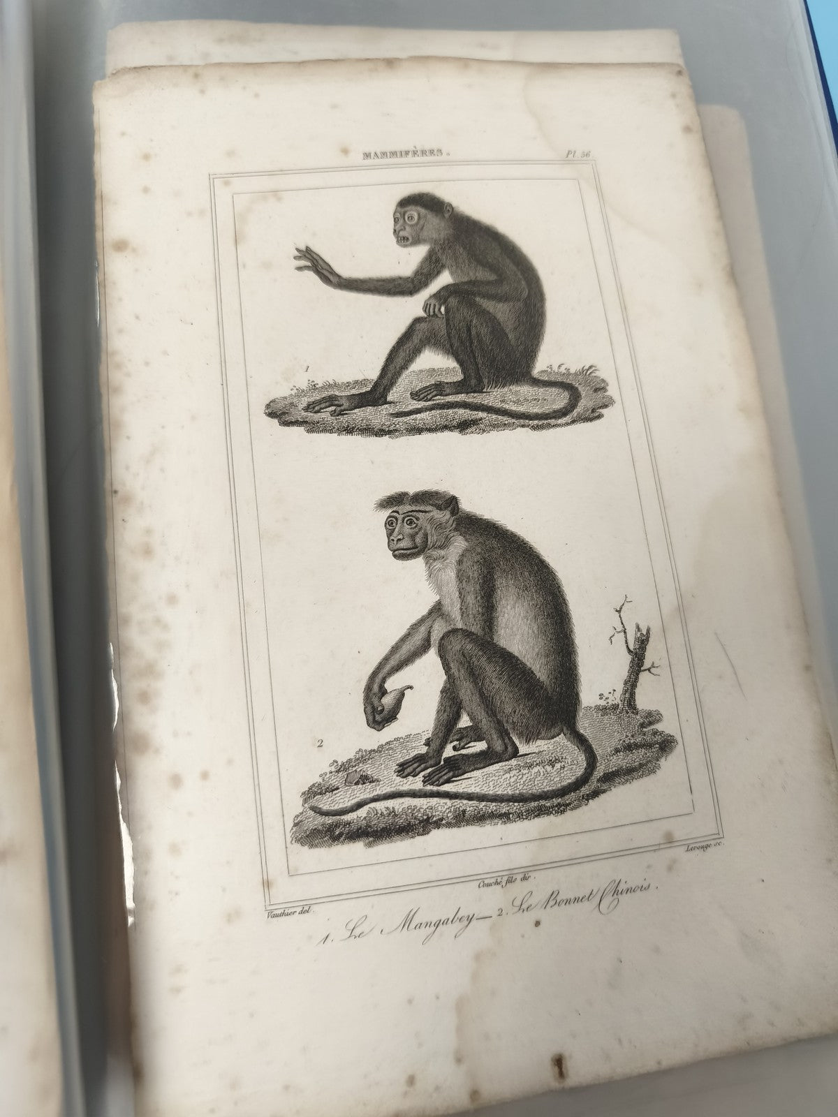 Ancienne gravure animalière XIXe singes Mangabey Bonnet illustration zoologie